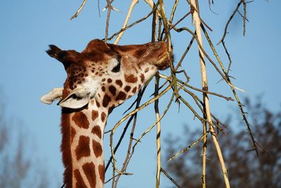 Low angle view of giraffe against sky