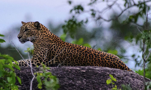 Low angle view of cat on tree