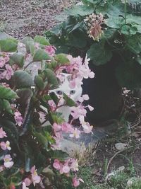 Close-up of pink flowers