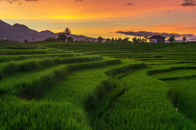 Scenic view of agricultural field against sky during sunset