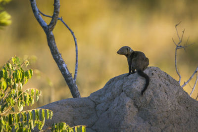 Close-up of bird perching on rock