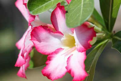 Close-up of pink rose