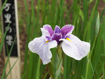 Close-up of purple iris flower on field