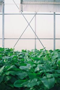 Close-up of plants