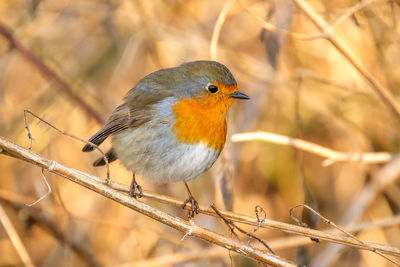 Close-up of bird perching on branch