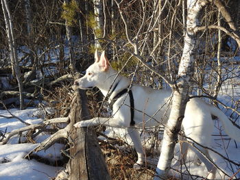 Horse on snow covered tree