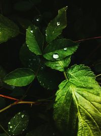 Close-up of raindrops on leaf