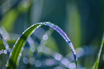 Close-up of water drops on leaf