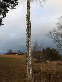 Bare trees on field against sky