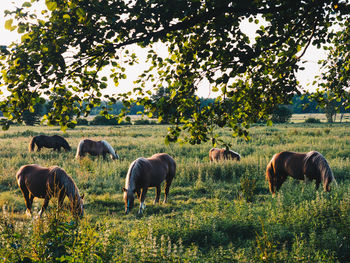 Horses grazing in a field