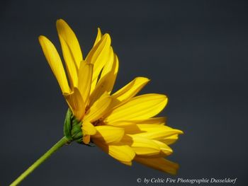 Close-up of yellow flower against black background