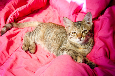 Portrait of cat lying down on bed