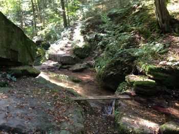 Footpath amidst trees in forest