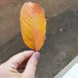 High angle view of woman holding maple leaf