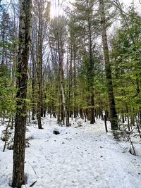 Trees in forest during winter