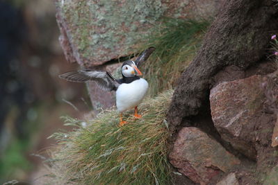 Puffin bird at bullers of buchan