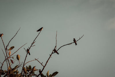 Low angle view of bird perching on branch against sky