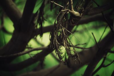 Close-up of wheat growing on plant