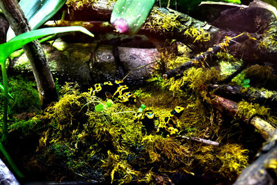 Moss growing on tree trunk