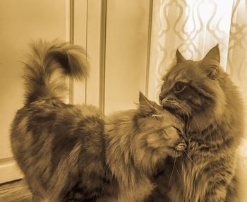 Cat looking away at home