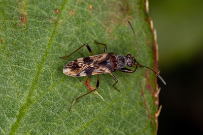 Close-up of insect on leaf