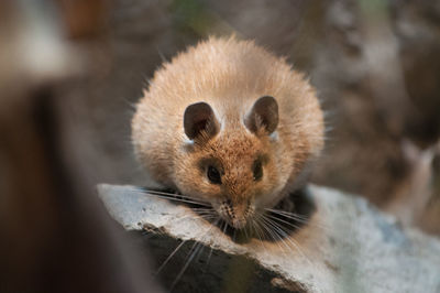 Close-up portrait of a mouse