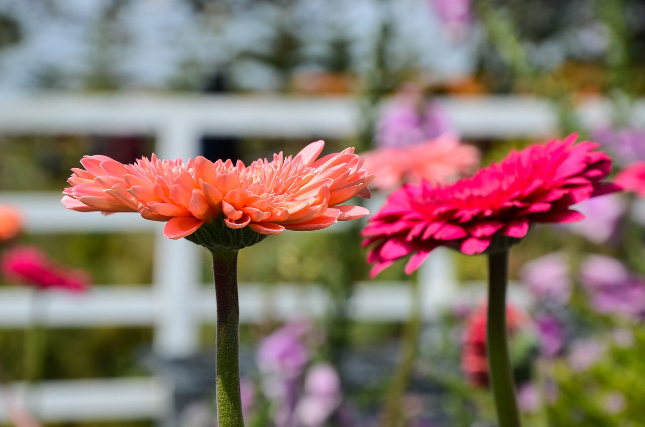 CLOSE-UP OF PINK FLOWERS