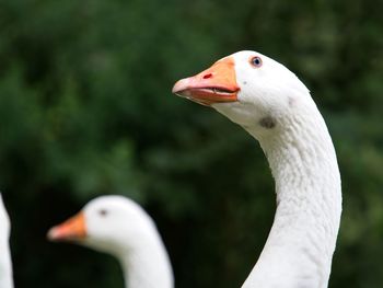 Close-up of swan