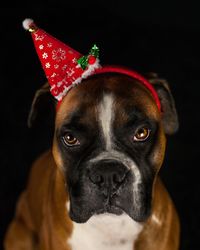 Close-up portrait of a dog
