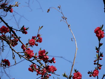 Low angle view of flowering plants against blue sky