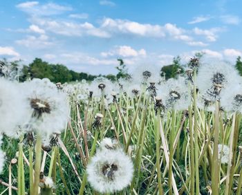 Close-up of white flowering plants on field against sky