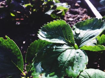 Close-up of plants against blurred background