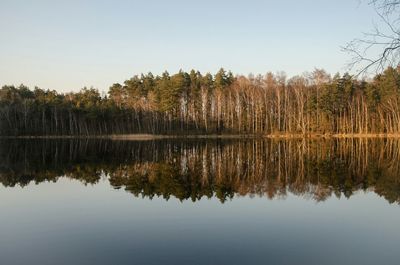 Reflection of trees in calm lake