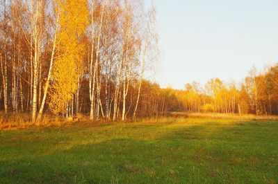 Trees on field in forest against clear sky