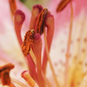 Close-up of pink flower