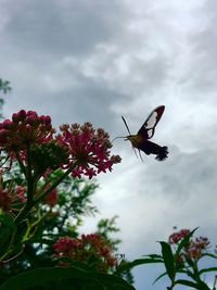 Low angle view of bird flying over tree