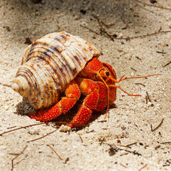 Close-up of crab on sand