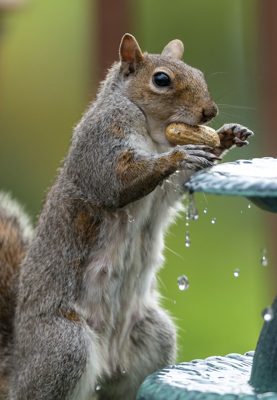 CLOSE-UP OF SQUIRREL SITTING ON A ROCK