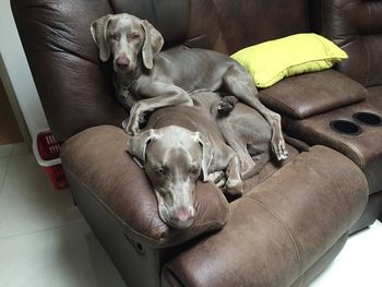 Dog resting on couch