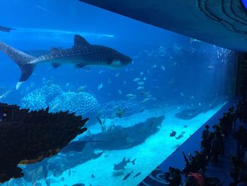 People watching whale shark in aquarium