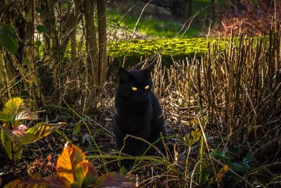 Black cat sitting on field