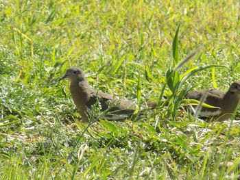 Bird on grassy field