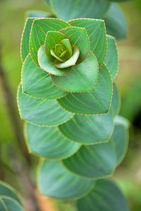 High angle view of green leaf