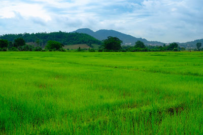 Scenic view of agricultural field against sky