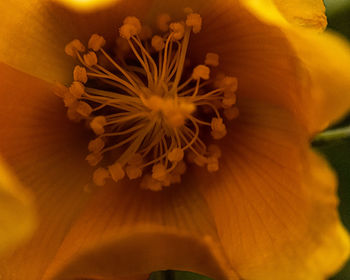 Close up of flower head