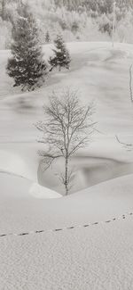 Bare tree on snow covered land