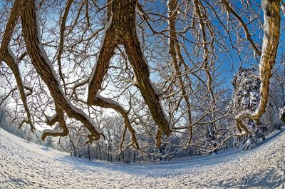Bare trees on snow covered landscape