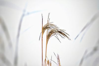 Close-up of wheat plant