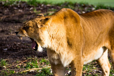 Side view of horse yawning