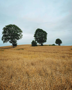 Trees on field against sky